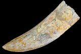 Carcharodontosaurus Tooth - Excellent Specimen #73388-1